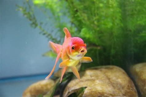 家裡養的魚|適合新手養魚品種 : 6種入門淡水魚